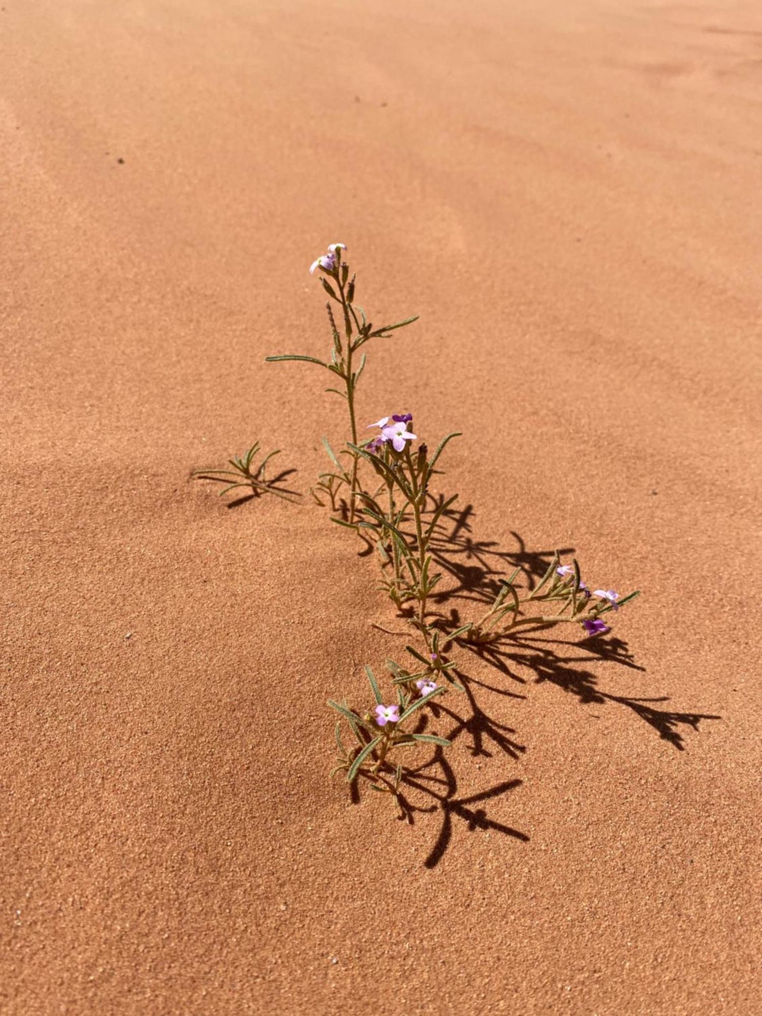 Desert'S Soul Wadi Rum Ad Disah Zewnętrze zdjęcie