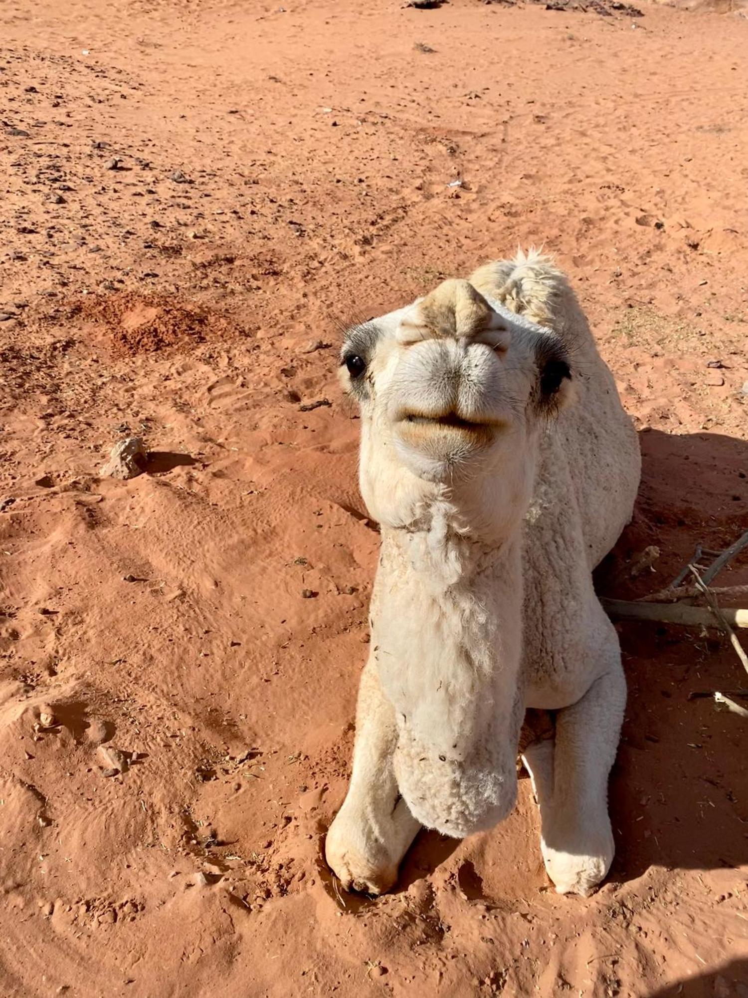 Desert'S Soul Wadi Rum Ad Disah Zewnętrze zdjęcie
